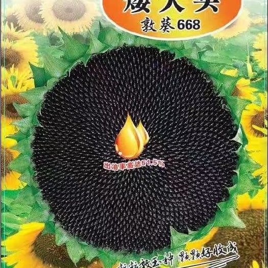 郑州向日葵种子 超级矮大头敦葵668