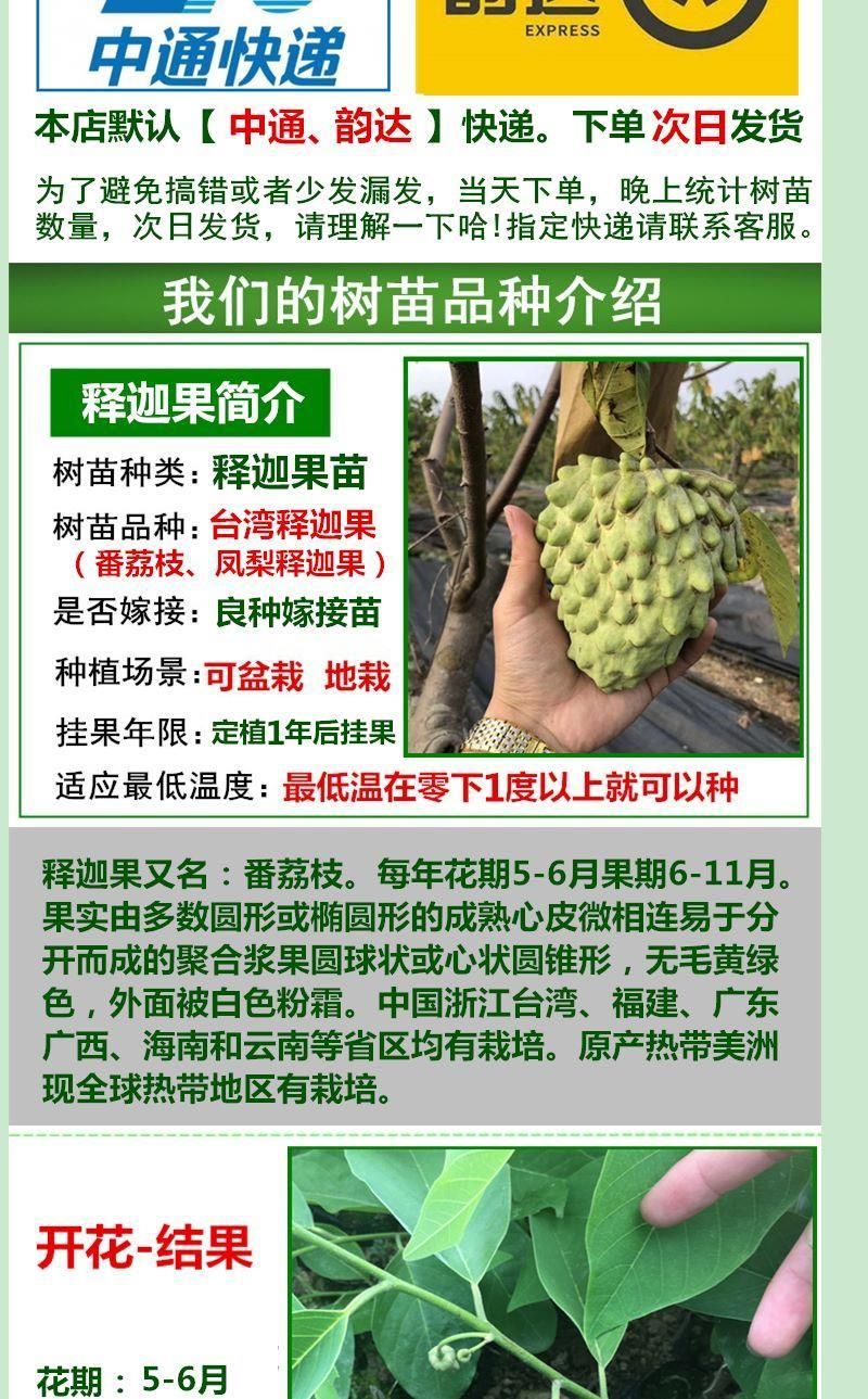 凤梨释迦果苗树特大嫁接释迦苗，果肉甜蜜。