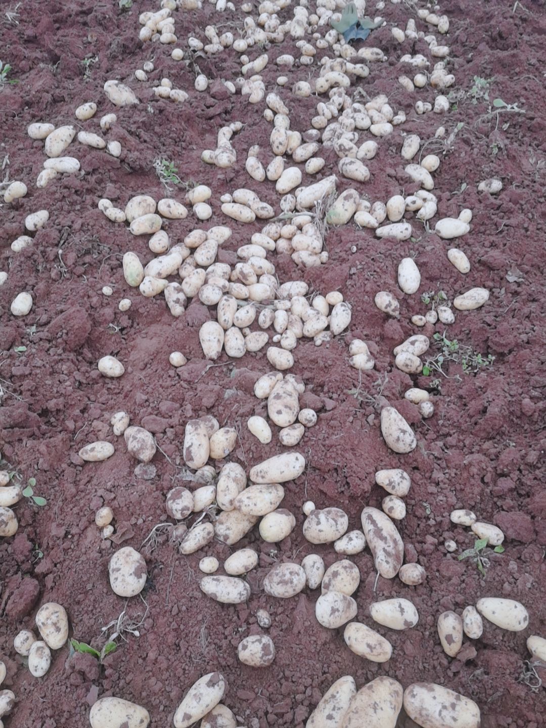 宣薯2号  质量好，粉质多