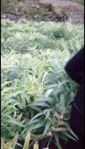 黄精种苗 滇黄精  姜形多花甜黄精基地，黄精，姜块批发
