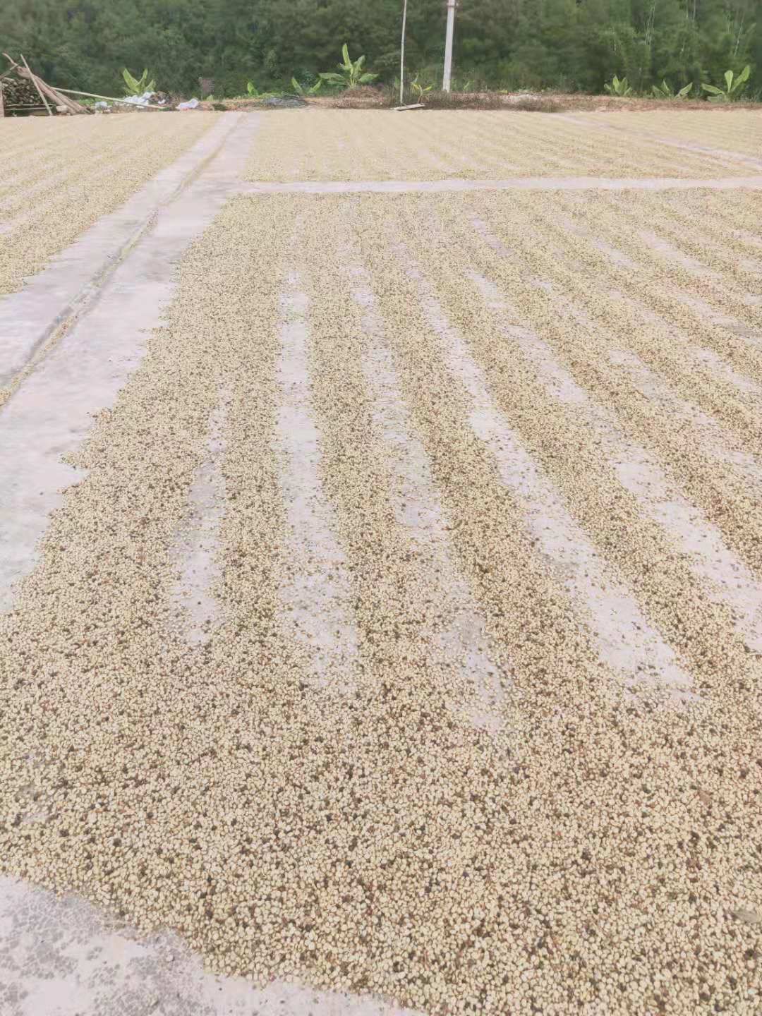 咖啡豆 普洱小粒咖啡