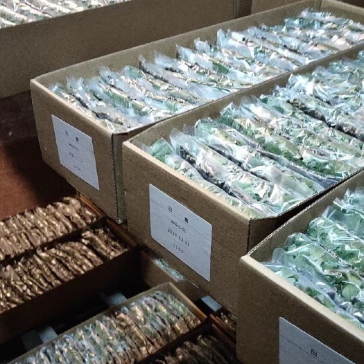 邳州市白菊花苗  菊花苗白扇苗优香苗金扇苗提前预订量大优惠
