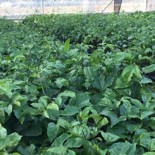 北流市批发供应基质土和无防袋百香果苗:  紫果，维蜜，芭乐味