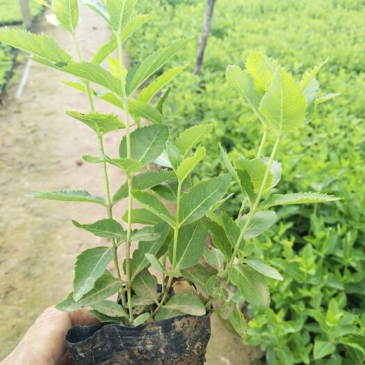 青州市 绿化多年生草花桔梗 种植基地