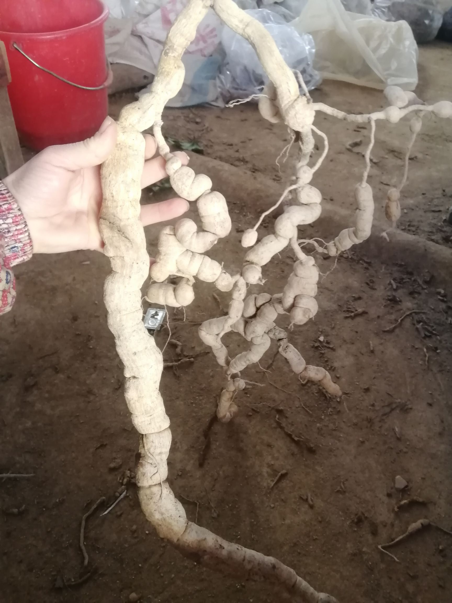 巴戟天，货量少，请预订