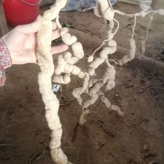 德庆县巴戟天，货量少，请预订