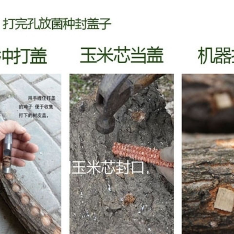 高温型早熟椴木香菇菌种种子种苗食用菌菌种香菇药水冬菇