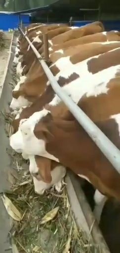重庆市独龙牛  肉牛基地现售大小肉牛生长快