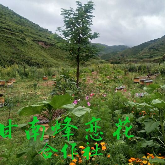 临潭县野蜂蜜  甘南高原天然的土蜂蜜！无任何词喂和添加。
