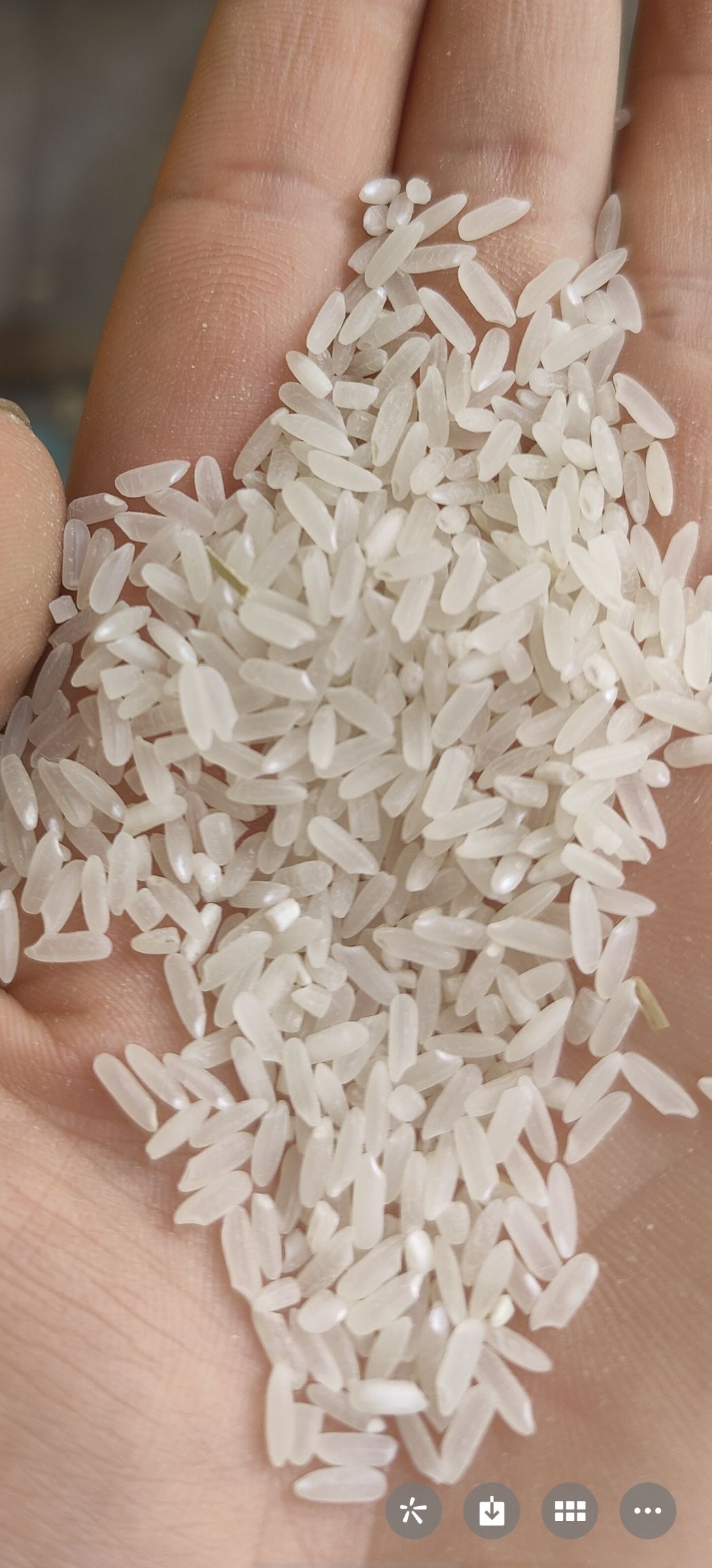 籼稻谷 湖北省荆门市东宝区 晚稻