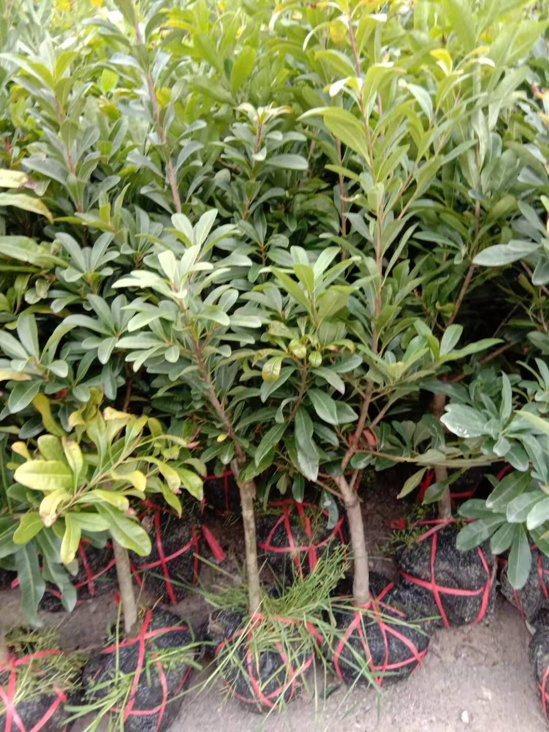 黑高峰杨梅树苗嫁接杨梅苗乌梅量大价优