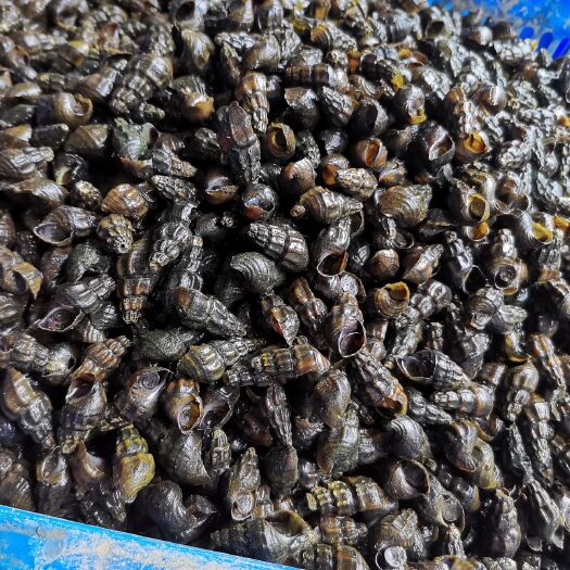 桂林 桂林漓江清水山坑螺，