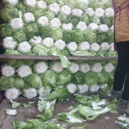 西安青杂三号白菜 西安市临潼区青杂白菜出窖装货中，需要的客户可以提前联系我