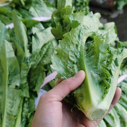 河源青油麦 精品油麦，价格亲民，可打包。还有大量品种可挑选