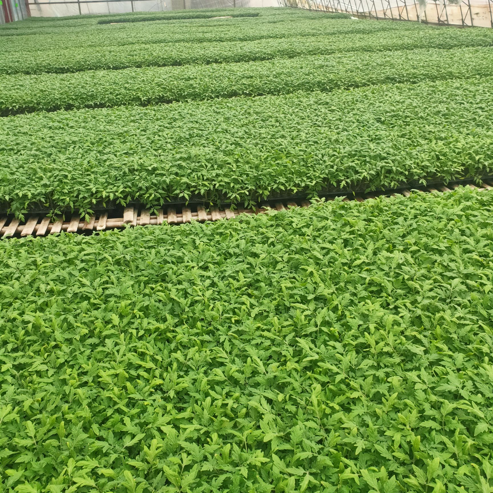 大粉番茄苗  番茄苗 西红柿苗 早熟果好 产量高 抗病毒