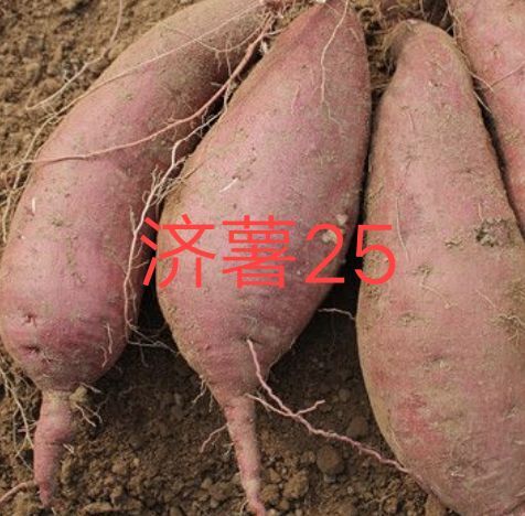 禹州市原种脱毒济薯25出粉高，淀粉粘性好，是做粉条的优选品种