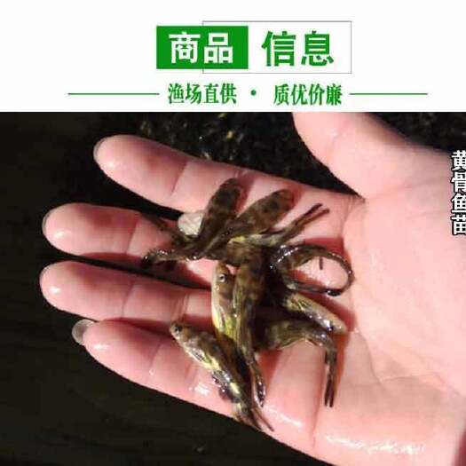重庆市黄颡鱼苗 黄蜡丁 黄颡鱼 黄骨鱼 鱼场直供 量大从优 保证全活到家