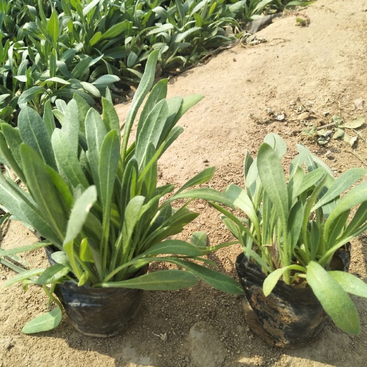 青州市 天人菊多年生草花 种植基地