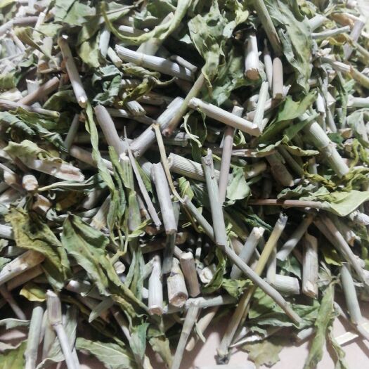枣庄 忧遁草全草
