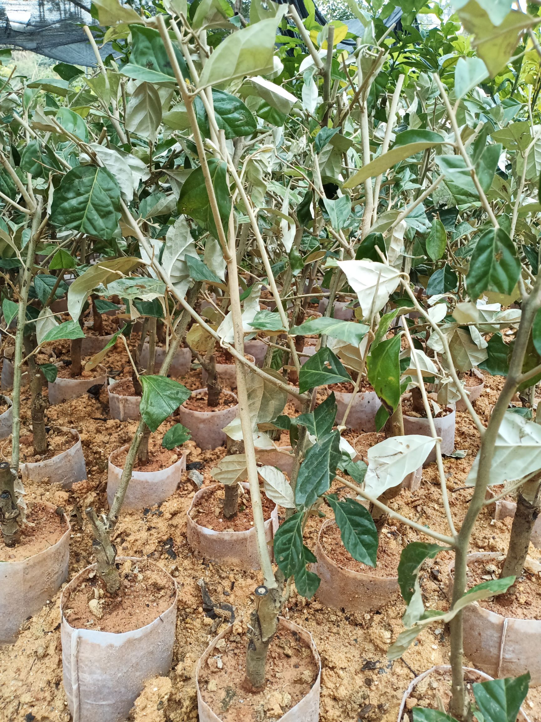 羊奶果苗  羊奶果树苗 实生苗 德甜二号嫁接苗 纯甜不酸