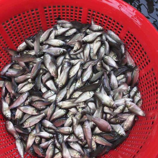 重庆市 鲫鱼苗 出售各种鱼苗 量大从优 包全活到家