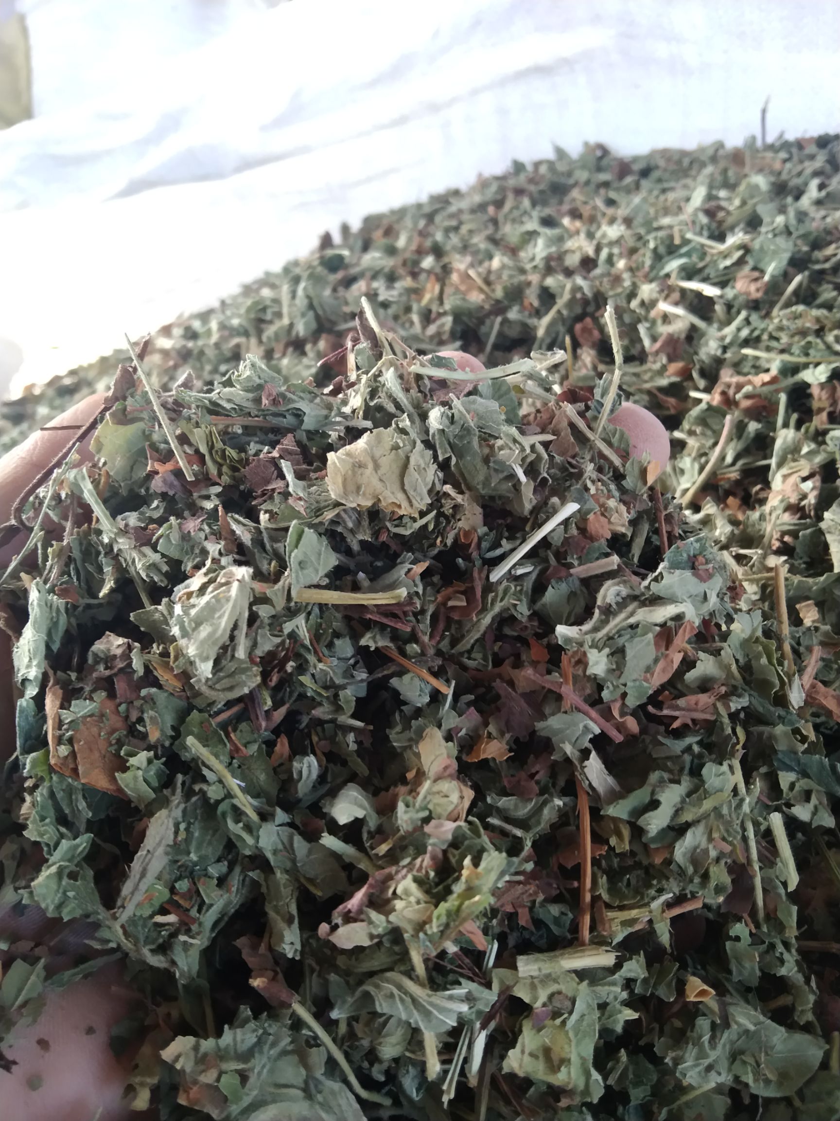 仙鹤草 图片实拍，无美颜无滤镜！此为统货价格