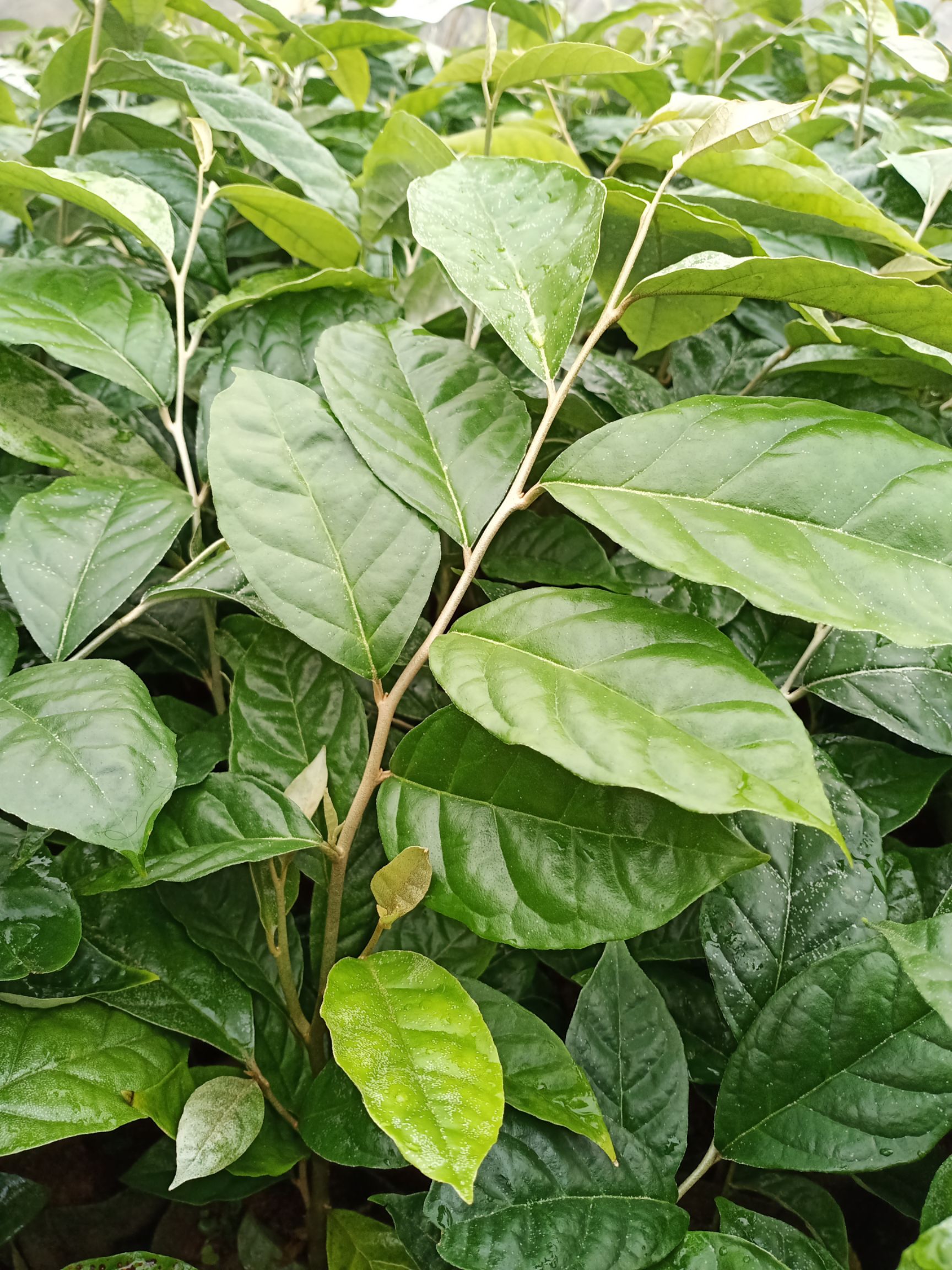 羊奶果苗  羊奶果树苗 实生苗 德甜二号嫁接苗 纯甜不酸