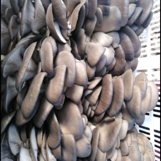 邱县平菇，鲜蘑菇