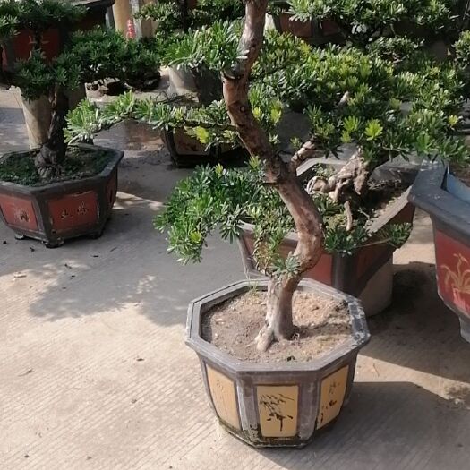 佛山金鉆罗汉松 