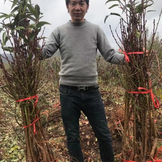 玉龙县丽江雪桃苗
