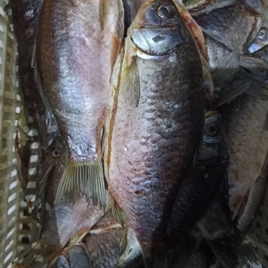 洪湖市高背鲫 洪湖绿叶水产精加工糍粑鲫鱼，可红烧，烧烤，油煎，清蒸，味道好