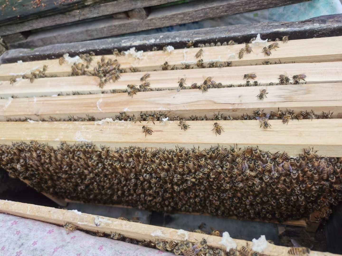 成都中华蜜蜂  阿坝中蜂  中蜂