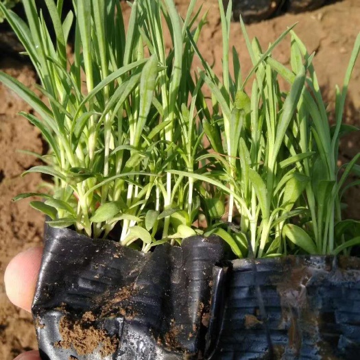 青州市 地被石竹 多年生草花种植基地