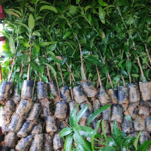 田东县芒果苗金煌芒果苗容器苗 品种正宗 一年苗二年苗三年芒