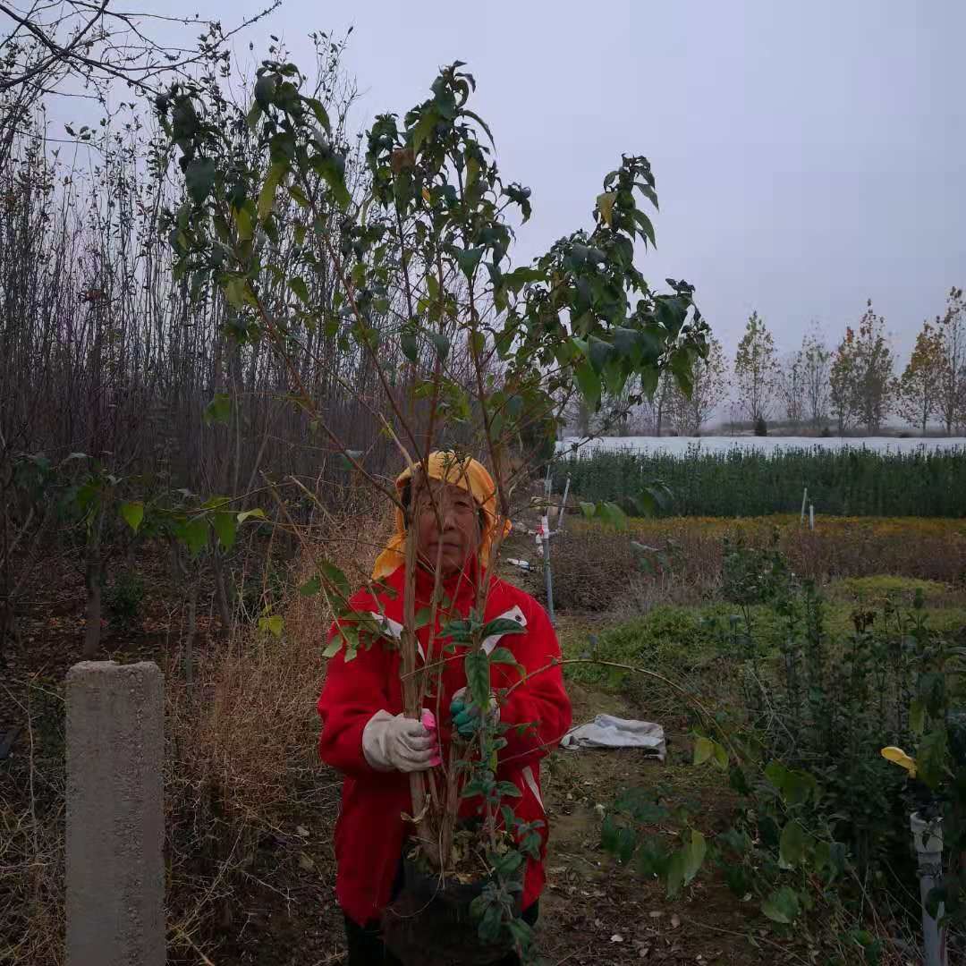 醉蝶花 绿化苗子醉鱼草种植基地