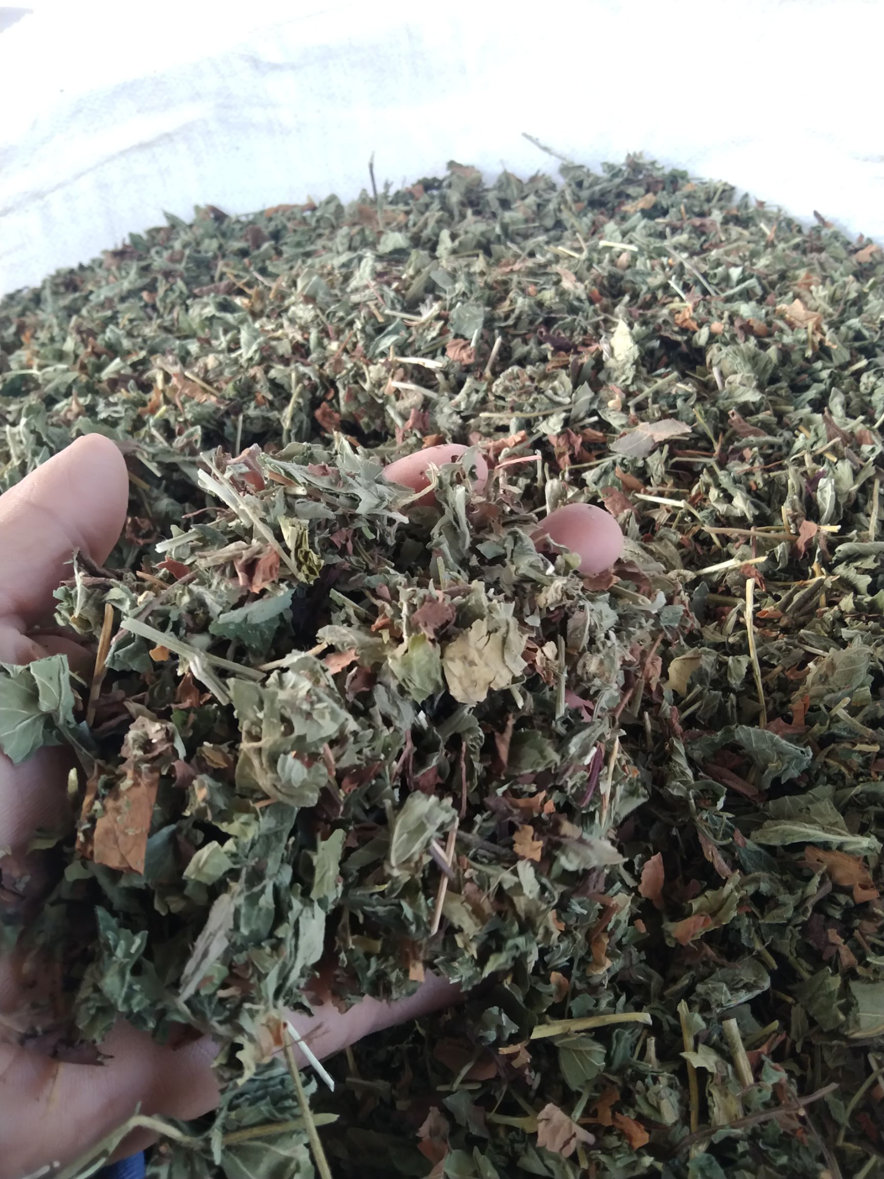 仙鹤草 图片实拍，无美颜无滤镜！此为统货价格