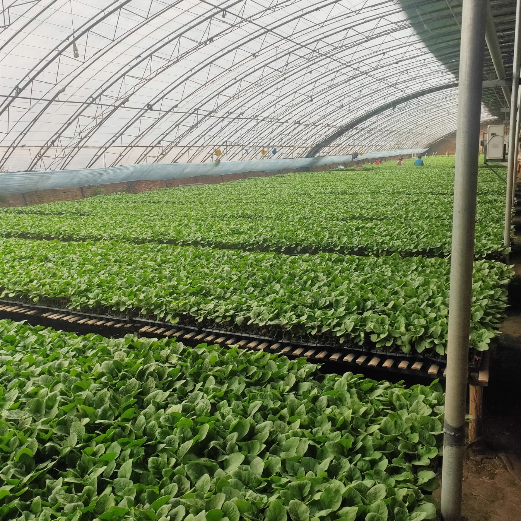 大粉番茄苗  番茄苗 西红柿苗 早熟果好 产量高 抗病毒