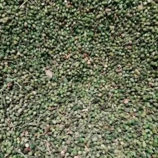 古县出售小米草种籽（野生）