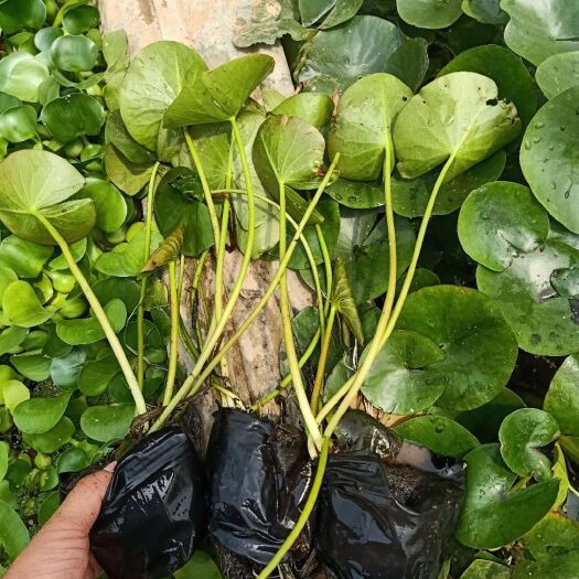 青州市 睡莲种植基地