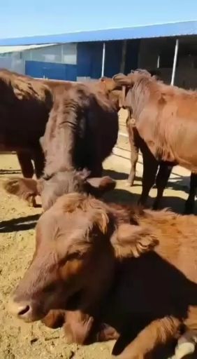 独龙牛 现售大小利木赞肉牛好品种生长快