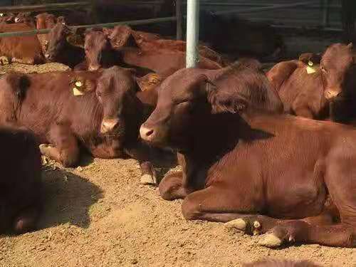 勐海县独龙牛 现售大小利木赞肉牛好品种生长快