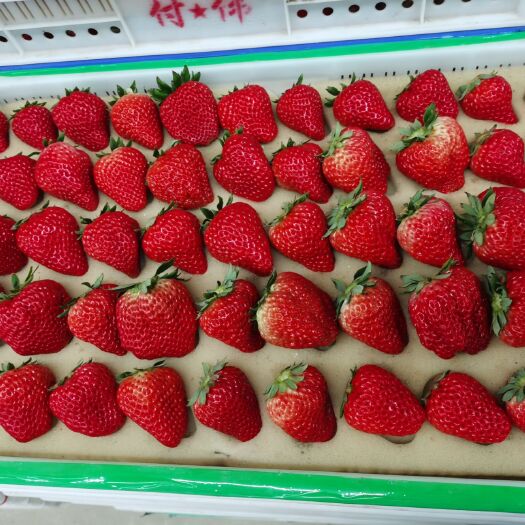 东港市 丹东九九草莓 红颜草莓 奶油草莓 电商一件代发 市场 商超