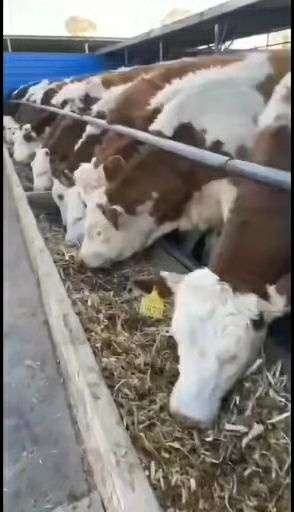 和牛 肉牛繁殖基地现售大小肉牛好品种