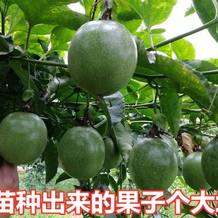 台农六号百香果苗  台农百香果百香果苗 鸡蛋果树苗紫香台农黄