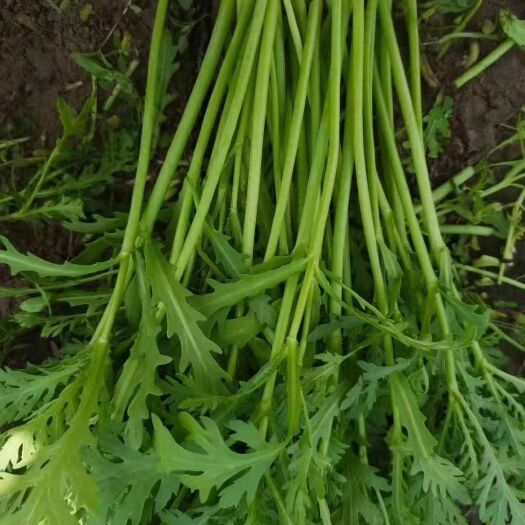 潍坊富贵菜  新鲜筒篙上市，量大从优