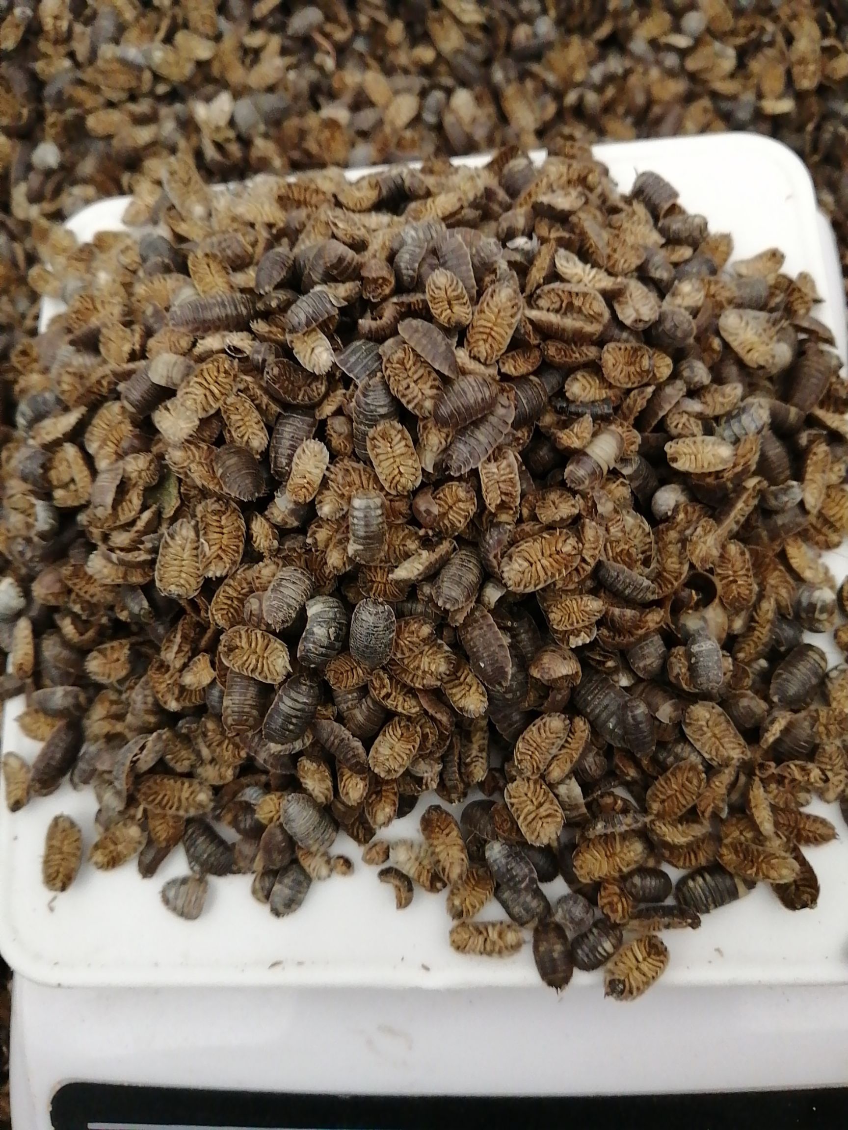  鼠妇虫、潮虫、西瓜虫、地湿婆、