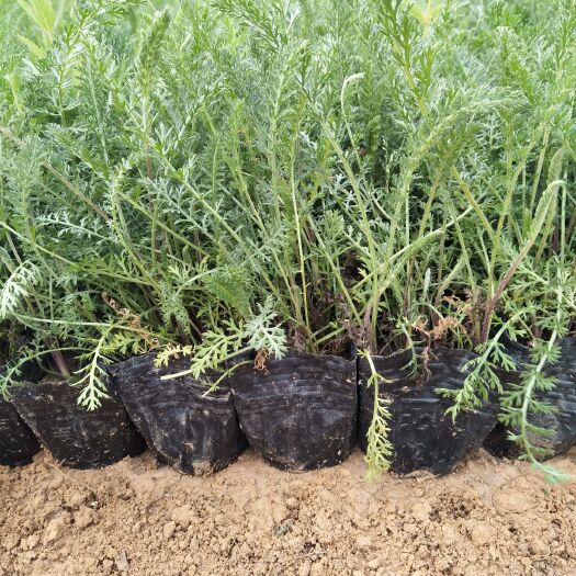 青州市 蓍草多年生草花种植基地