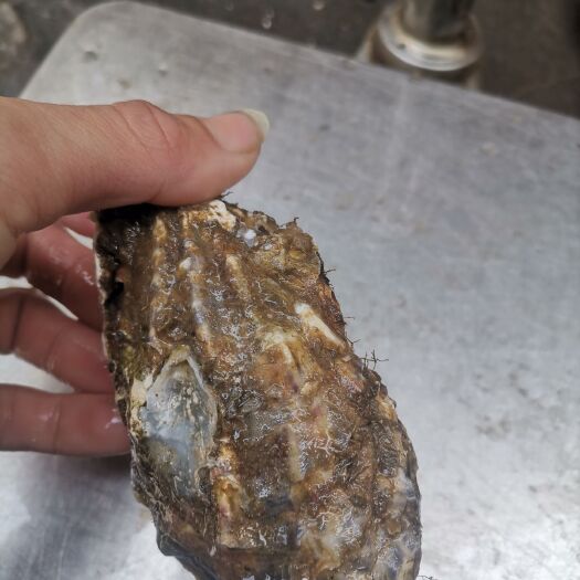 饶平县三倍体生蚝  乳山白生蚝肉，汫洲脆蚝，烧烤，酒店与家庭聚会支持一件代发
