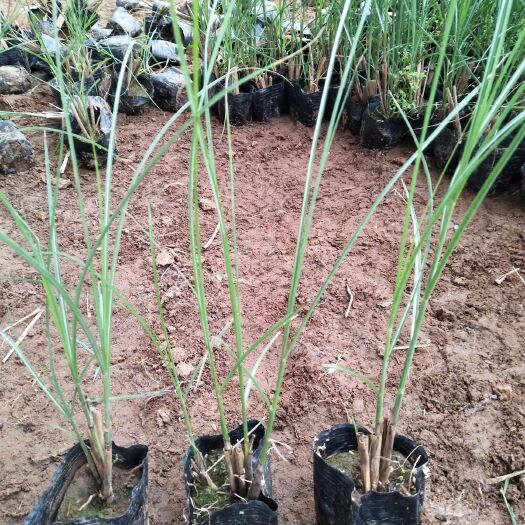  细叶芒多年生种植基地