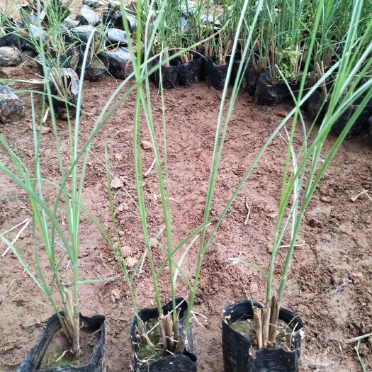 青州市 细叶芒多年生种植基地